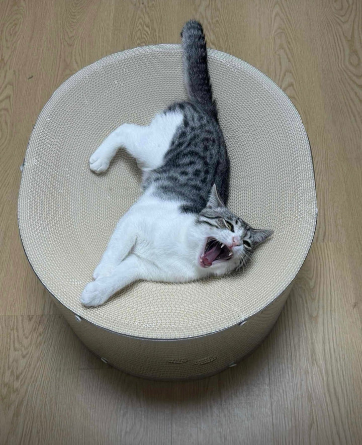 透明トンネル猫ハウス｜爪とぎ付き・2層式