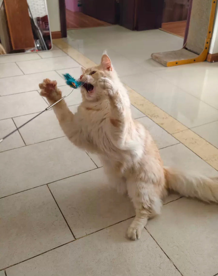 伸縮式猫じゃらし 交換ヘッド式 天然木ハンドル