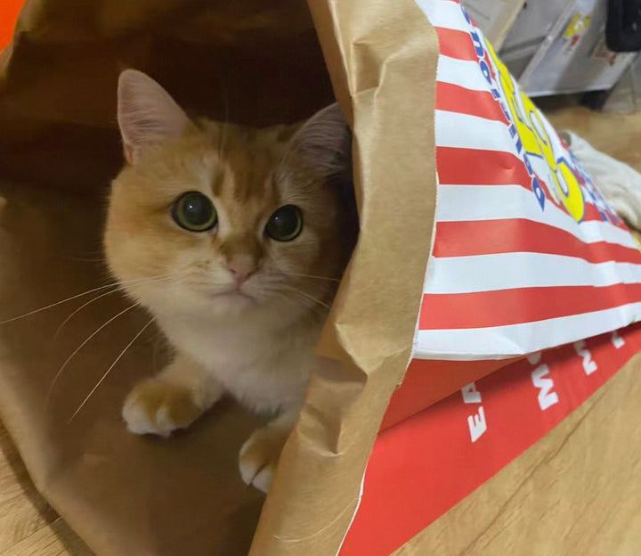 クラフト紙製 ねこかくれんぼ袋
