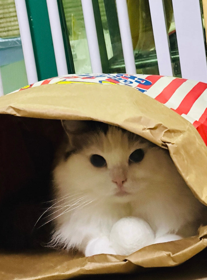 クラフト紙製 ねこかくれんぼ袋