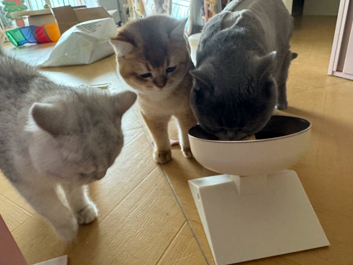 高さ・角度調整 猫用食器台